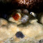 Christmas Tree Worm