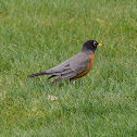American Robin