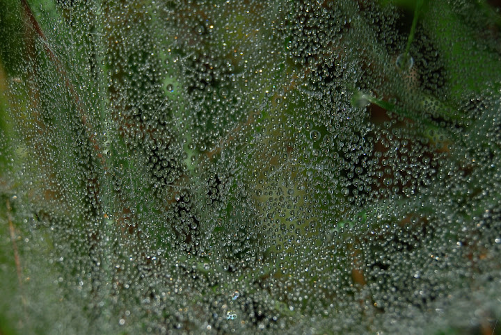 Spiderweb
