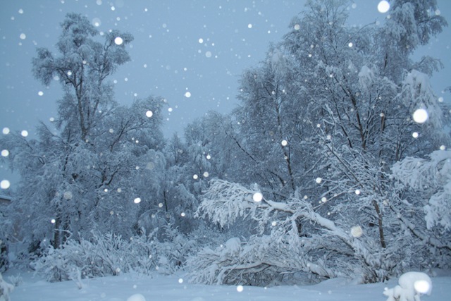 [wintersnow 004[2].jpg]
