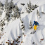 skier: Mikey photo: Gabe Rogel rogelphoto.com