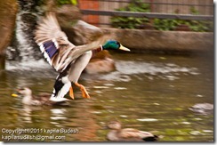 DSC_2279 DSC_2279