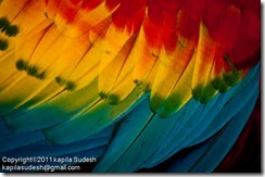 DSC_1915 DSC_1915