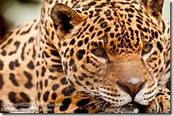 DSC_2042 DSC_2042