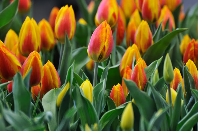Tulpenmeer