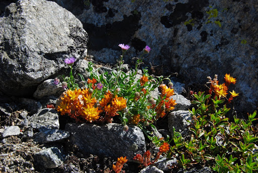 tansy aster picture