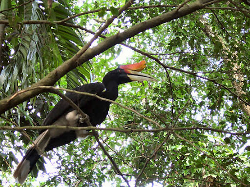 hornbill