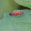 Plant Hopper