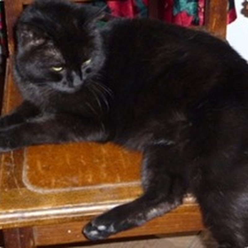 Nourriture pour chat et MDD