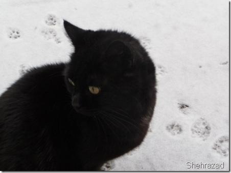 chat noir chat noir