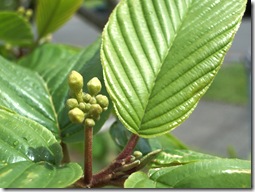 Cascara Flower Buds 3496611674_326dc3b215_b