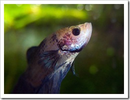 Betta-Fish-Picture-19