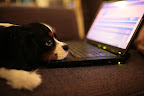 On the Internet, nobody knows you're a dog.