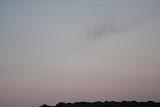 swallow_cruise2.jpg