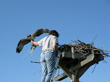 Osprey Banding
