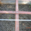 Garlic Inchelium Red