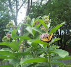 Tiger Swallowtail adult butterfly on milkweed