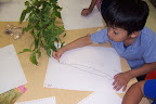 Close up observation and drawing of caterpillars eating leaves.