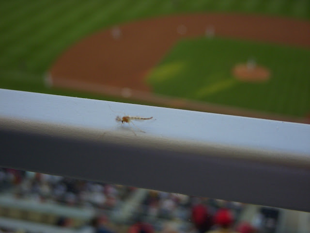 Bug on the railing