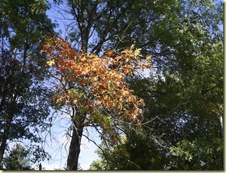 fall leaves