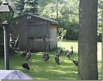 wild turkeys in backyard sept 15, 2009