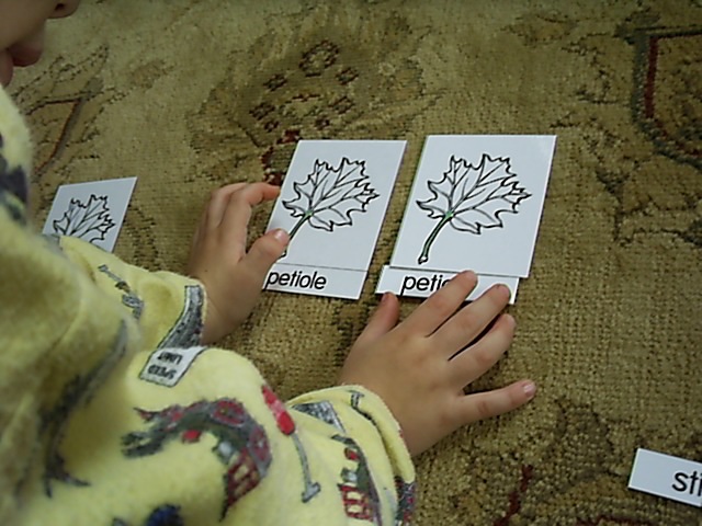 [leafnomenclature12.jpg]