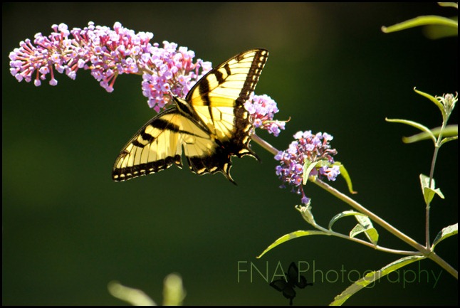 butterfly-11 butterfly-11