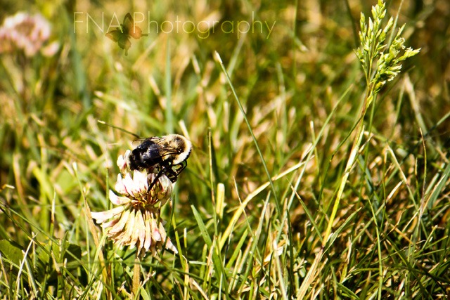 [bumblebee-3[1].jpg]