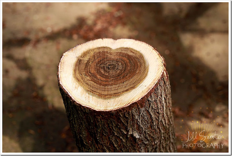 tree-heart-3621 tree-heart-3621