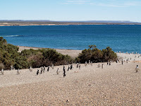 Punta Tombo Photo