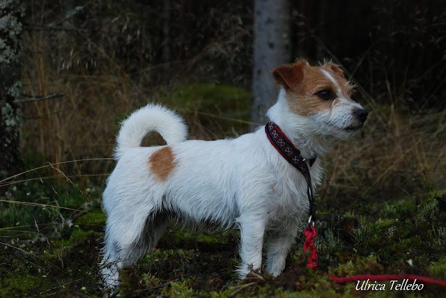 DSC_1119.JPG