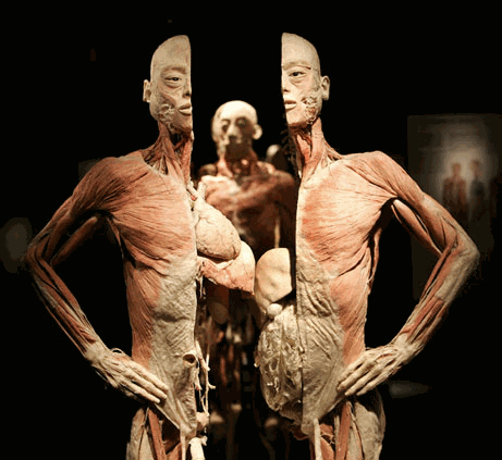 [bodies1[2].gif]