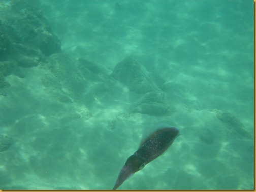 Snorkel at Keawakapu-32