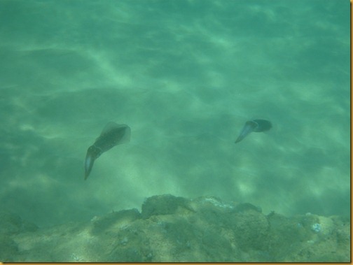 Snorkel at Keawakapu-39