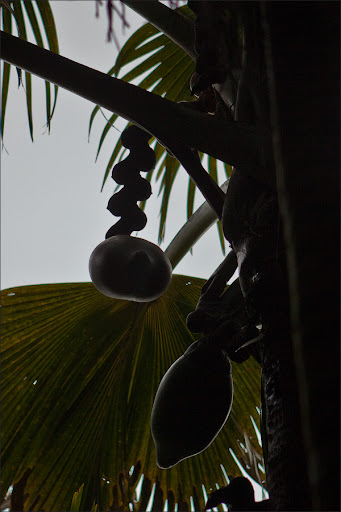 Сейшелы. Пальмовый лес.