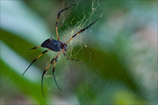Сейшелы. Пальмовый лес.