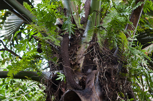 Сейшелы. Пальмовый лес.