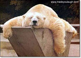 tired_bear