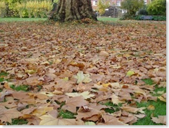 hojas de otoño