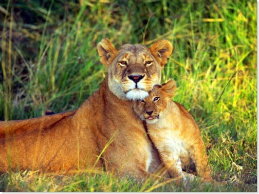 lioness-and-lion-cub