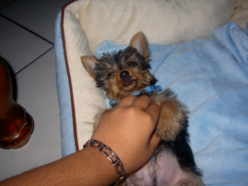 teacupyorkies for salespringfield mo