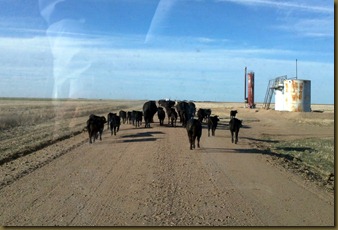 cattle drive 1