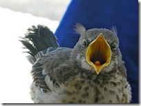 mocking bird