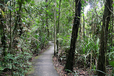 A path going through Daintree Rainforest in Queensland, Australia