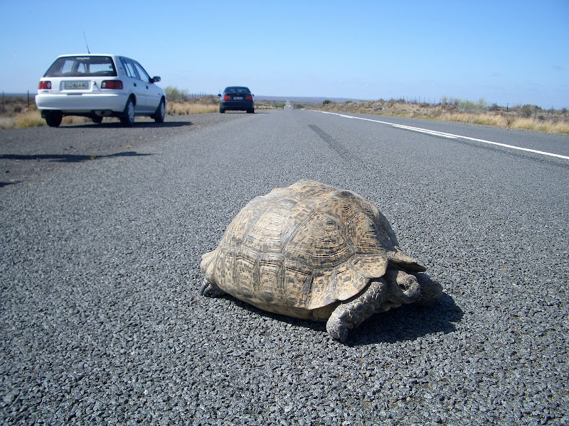 Crossing the road