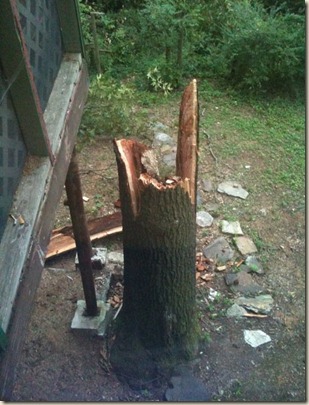 tree2
