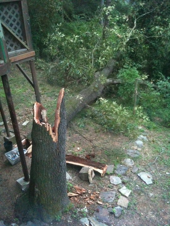 [tree[8].jpg]