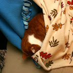 Tired kitteh.