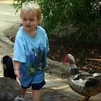 The ducks get awfully friendly when they see bread.
