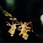 Banana Orchid